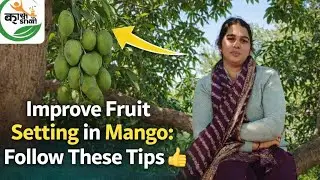 आम मे फ़्रूट सेटिंग हेतु ये करें उपाय#mango #farming #agriculture #farmer #automobile 