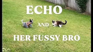 My cat hates new puppy |12 weeks blue heeler  ACD