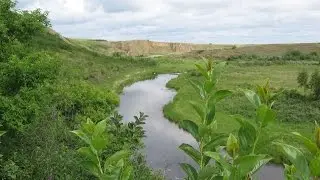 Riparian Forest Final