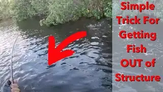 Try This Simple Trick To Get A Fish Out Of Structure