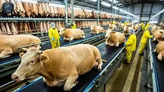 Inside a Modern Cowhide Factory: How Raw Cow Skin Becomes Luxury Leather (Full Industrial Process)