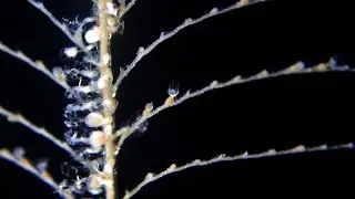 Kirchenpaueria pinnata (hidrozoo plumul&aacute;rido)