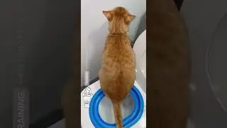 Toilet Training My 6 Cats 😅