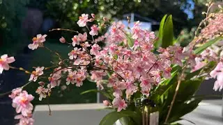 必须拥有的迷你文心兰，花多貌美香味浓！Oncidium Tsuku Margurerite
