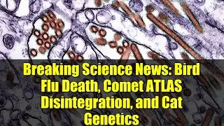 Breaking Science News: Bird Flu Death, Comet ATLAS Disintegration, and Cat Genetics