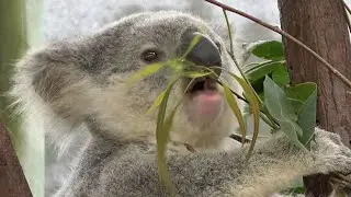 Cute Koala Eating Leaves