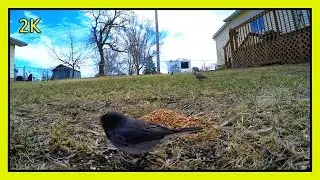 Bird Cam - Junco, Blue Jay, Dove, Robin (2K HD)
