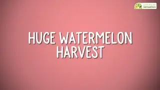 Giant Watermelon Harvest!