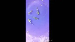 new line 🐠 guppies stock update subscribe my channel support pannunga 🙋
