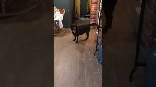 Милашка устала #shorts #dog #labrador #family #dogs #youtube #doglover #russia