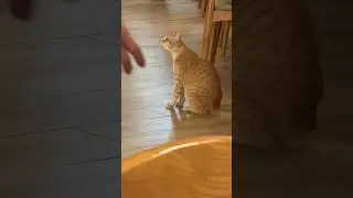 The waiter is a cat #cat #kittty #cute #animals #baby