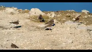 【可愛い】コチドリがいっぱい！ @勅使池 / Lots of Little Ringed Plovers! @Chokushi Pond