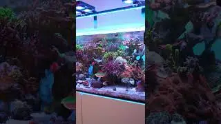 Have you ever noticed your sps growing faster after being fragged? #reeftank #reefkeeper #corals
