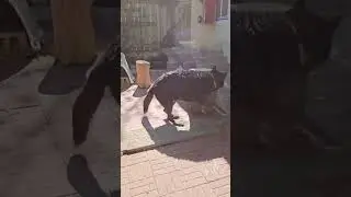 This Growling is NOT Aggression! - Kurgan Wants to Play!