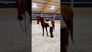 Entspannt absteigen #absteigen #shorts #angstreiter #pferd #reiten #gelassenheit