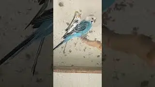 LINDO PERIQUITO AUSTRALIANO. #viral #pets #coqueirinho #parrot #blackfacebudgie #video #birds #cute