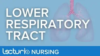 Lower Respiratory Tract Anatomy | Anatomy & Physiology for Nurses