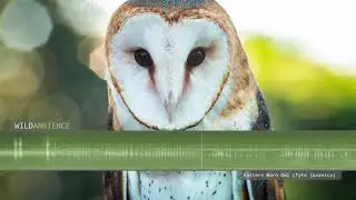 Eastern Barn Owl Sounds & Calls