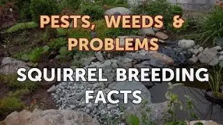 Squirrel Breeding Facts