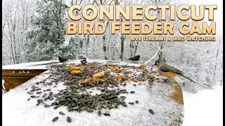 Cat TV for Cats to Watch 😺 Heavy Snow Bird Feeder Cam |  Relax and Unwind with Non-Stop Bird Action