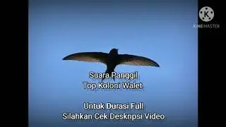 Top Koloni Walet (Sp)