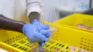 Learn fish processing and quality control. Meet our Team.