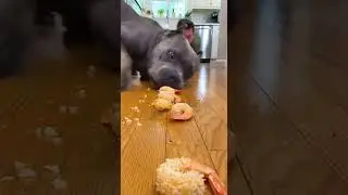 &ldquo;Cane Corso vs Human 😱 Coconut Shrimp Challenge Went CRAZY! 🐶😂 #Shorts&rdquo;