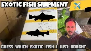 Guess Which Exotic Fish I Just Bought - I Finally Got the Exotic Fish of My Dreams - Imran's World