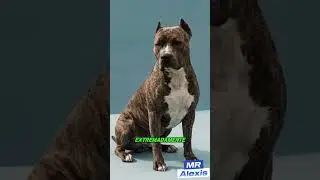 😱 Which Dog Has the Strongest Bite in the World? 🐕💥 | Amazing Dog Facts