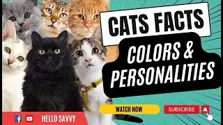 Cat Colors and Their Meanings! What Your Cat's Color Says About Them