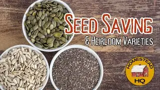 Seed Saving 101: Why Heirloom Varieties Matter for Food Security