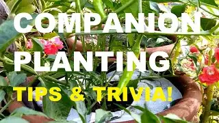 COMPANION PLANTING | COMPANION PLANTS | PHILIPPINE VEGETABLES | GARDENING PHILIPPINES