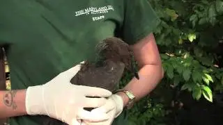 Hamerkop Chicks @ The Maryland Zoo