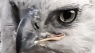 ☀️☀️ video4.first eggs Breed. second Breed _ 2 eggs. ZIMBALI CROWNED EAGLES LIVE 2025