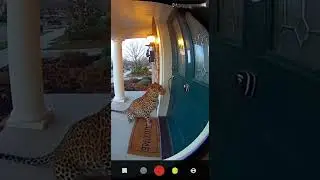 Security Cam: Big Predator&hellip; Tiny Problem 😂🐆 #leopard #funny #cat #shorts