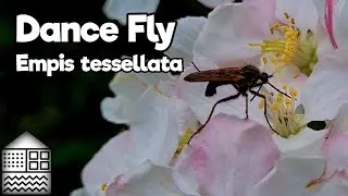 Dance fly - Empis tessellata