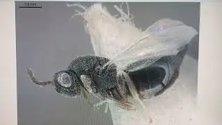 Eurytoma lyubae Zerova from Turkmenistan. Holotype. Eurytomidae Collect Inst Zoology Kyiv Ukraine