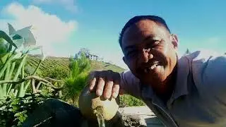 Apo Flowers Garden Mountain Resort 