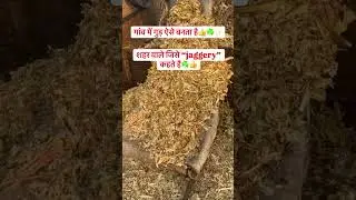 गांव का देसी गुड✨☘️ #apnagaav #desiculture #ruralindia #desivlog #desigud