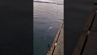 Pollock fishing in norway #shorts