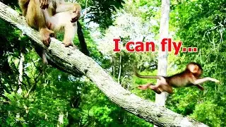I can fly...fly...baby monkey Rex fly from high tree to ground and what happen to adorable Rex ?