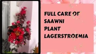 Pride of India:-Full care and soil mix for saavni plant||how to get lots of flowers from saawni
