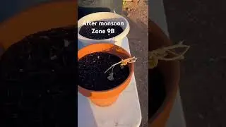 Life after the first monsoon. #gardening #monsoon #homestead