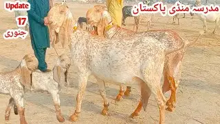 Chak Madrasa Bakra Mandi Update|Top Quality | Pure Makkhi Chieeni Bacchon Wali Aur Gabban Bakriyan |