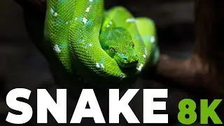 Snakes 8k | 8K | @CartoonHub.