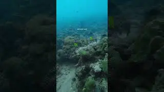#foryou #scubadiving #ocean #travel #shorts
