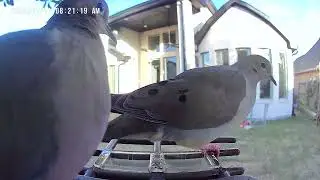 Dove couple morning breakfast #birds #youtubeshorts #youtuber #youtube 
