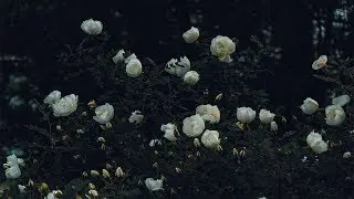Horse Head & YAWNS feat. Zubin &ndash; D.O.A.
