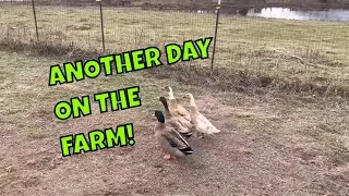 Another Day On The Farm! #farms, #ducks, #chickens, #cows, #simplyjanhomestead