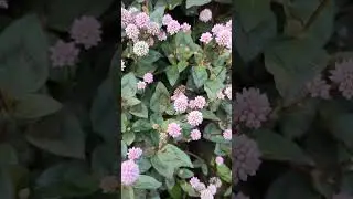 Spotted these bees feasting on pink knotweed flowers! #pollinators #bees #beesandflowers